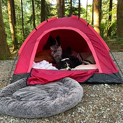 camping with dogs