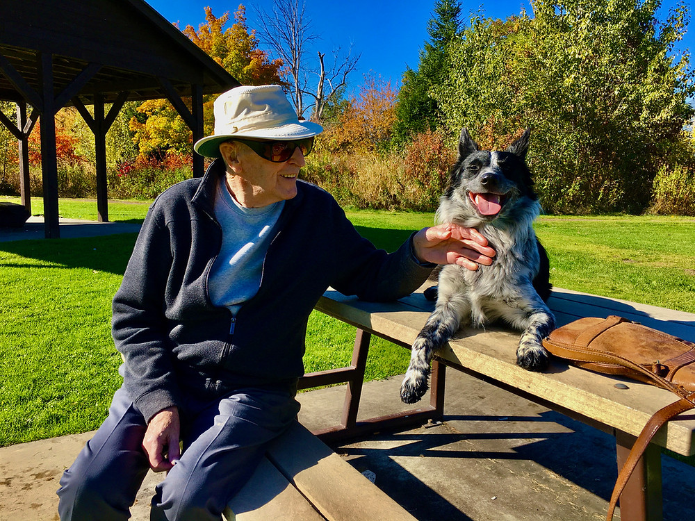 An elderly man appreciating the intelligence of a blue heeler dog, developing a bond with the dog without the use of treat-training creates a happy and healthy relationship with your canine.