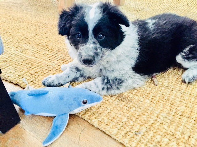 This little border collie heeler puppy dog lays down with his toy shark, he is taking puppy training classes with Hustle Up Dog Training, Vancouver.