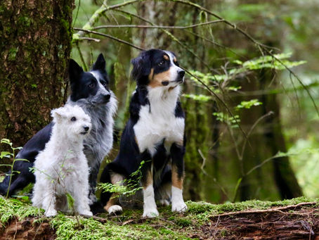 West coast dog adventures