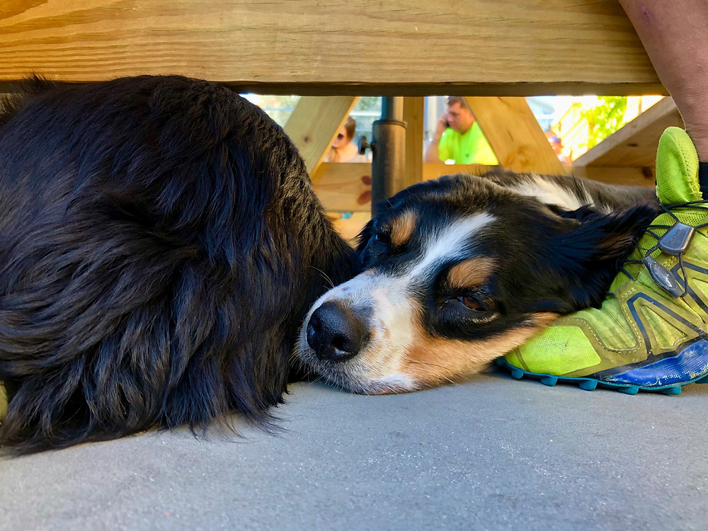 An Australian Shepherd dog relaxes under a patio table in Southern California. She has been trained to stay and has dog manners.