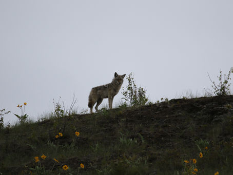 The Secret Language Of The Canine Line