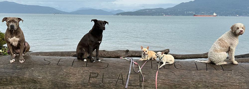 building dog confidence with positive reinforcement, vancouver dog trainer