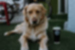 Leah's Golden Retriever relaxes beside a beer at R&B Brewing in Vancouver, B.C., a dog friendly patio for the whole family to enjoy, including your furry friends.