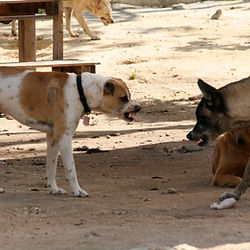 dog behaviour course in Mexico