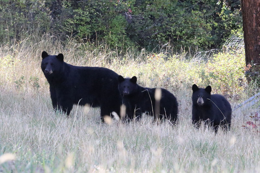 I look for Mom and her two 8 month old cubs.