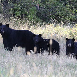 I look for Mom and her two 8 month old cubs.