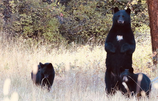 bear awareness for dogs workshop vancouver