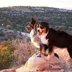 Dog workshops.