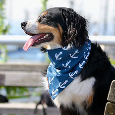 Dog Training Steveston, White Rock, Ladner
