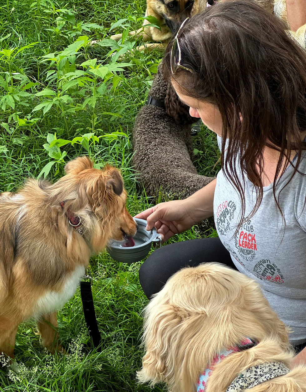 how to become a dog trainer canada