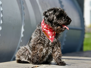 Curly-haired grey dog, Wolfe, with red star-patterned bandana sits on wooden deck. Metal tank in background. Tongue out, calm mood. Common Dog Training Myths in Vancouver.