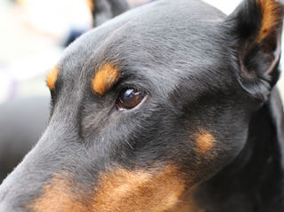 Board and Train That Actually Changes Your Life (and Your Dog’s): Why Hustle Up Works