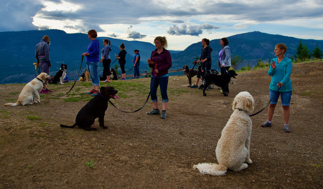Dog Training Services Hustle Up Dog Training Vancouver