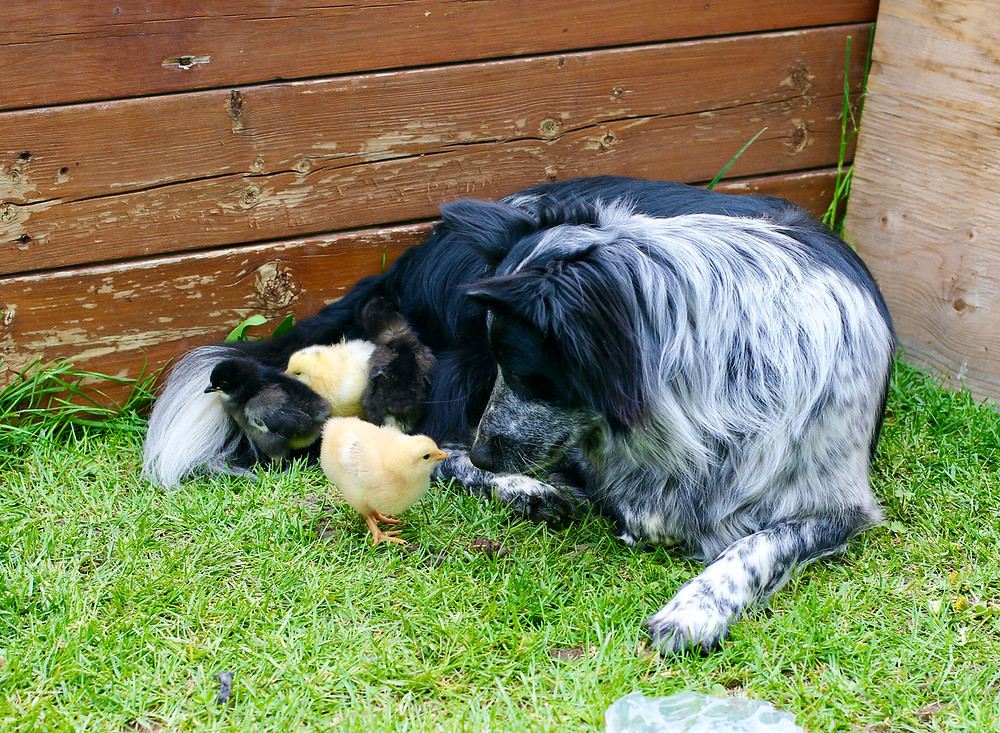Bodhi - Border Collie / Blue Heeler, age 4 yrs., Growling softly with some whimpering sounds mixed in. Observation of his communication meant he was concerned about the safety and keeping the chicks close by. He maintained a protective, nurturing role with the chicks. His movements were gentle and exact when nudging a chick to be placed close by.
