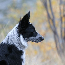 Laser focused Bodhi, alerting the group of a bear 250 yards out. Bodhi and Rocket are an integral part of the dog to dog learning. The photo of Bodhi shows him with no collar. He has achieved a level of training which allows him to be leash ad collar free. This level of bear knowledge took 2 years of training for Bodhi to achieve.