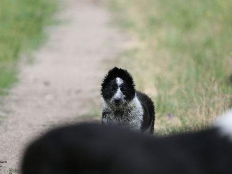 Top 7 Dog Trainer Schools in Canada (And the One That’s Actually Treat-Free)