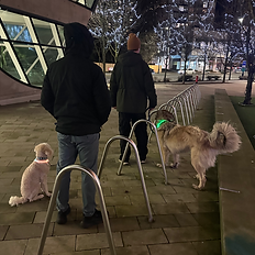 Group Dog Training Class Lower Mainland, BC