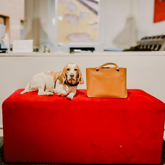 Hund im Büro
