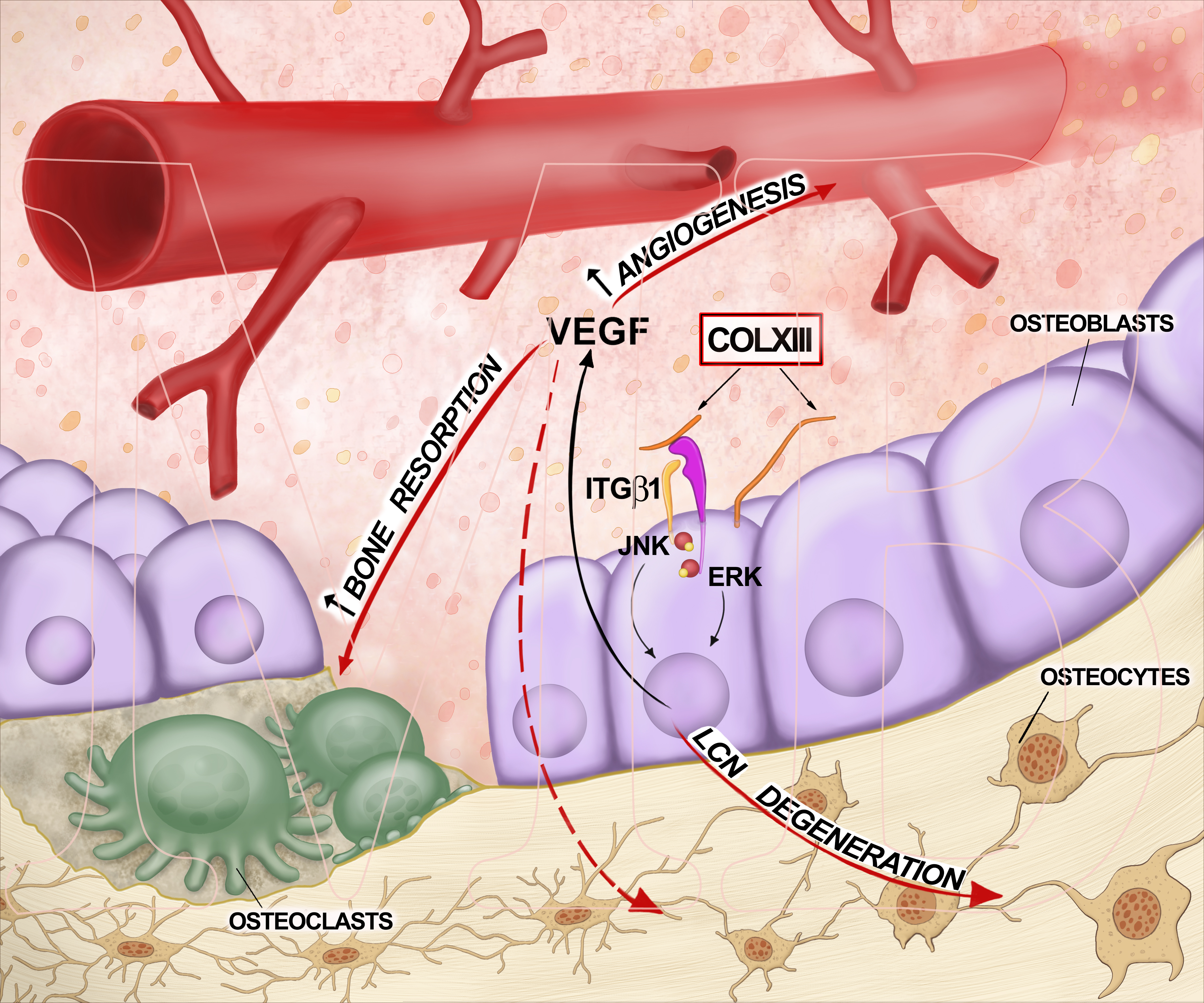 Collagen 13 effects on osteoblasts