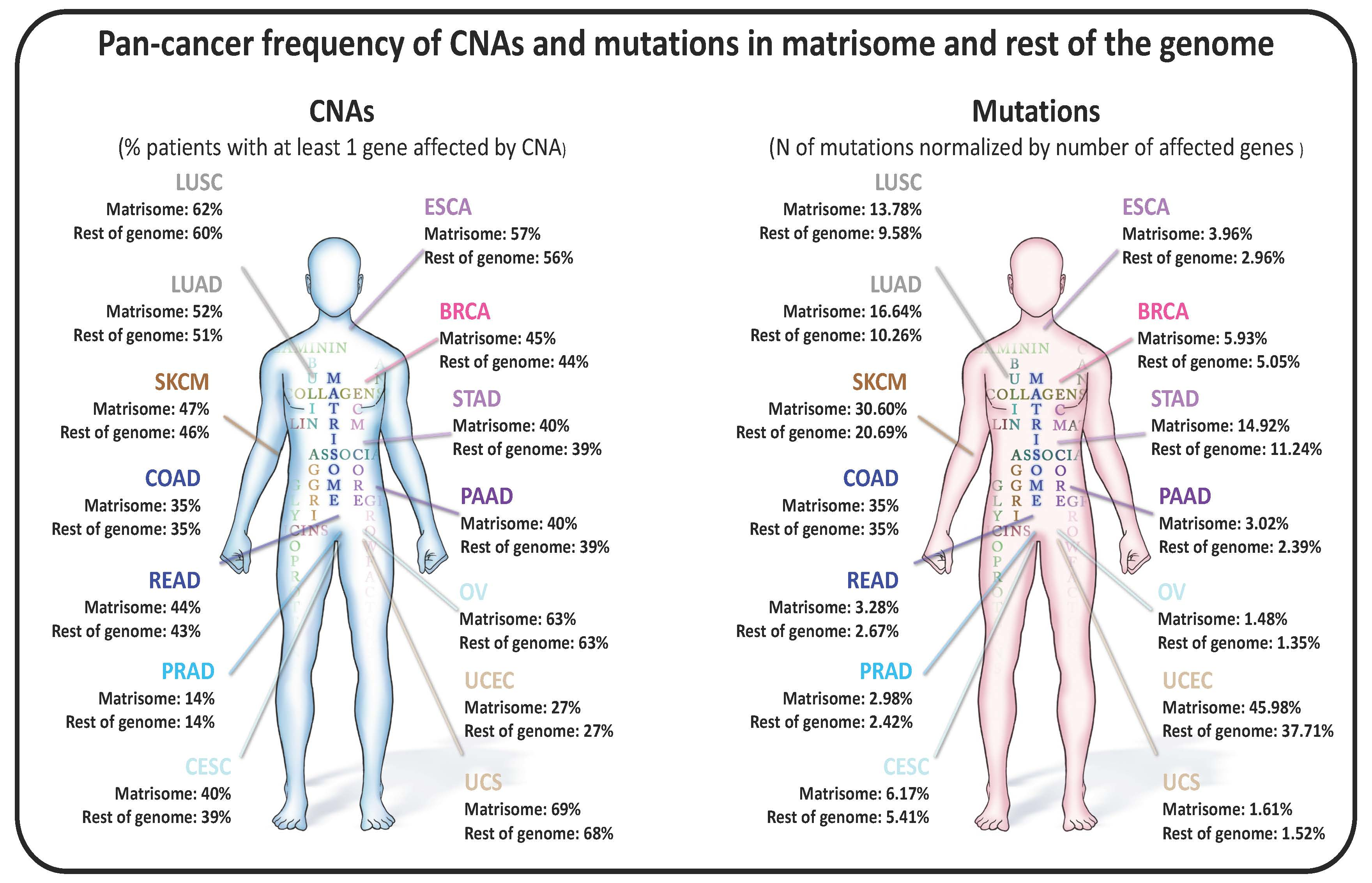 Pan-Cancer Analysis of the Genomic Alterations and Mutations of the Matrisome