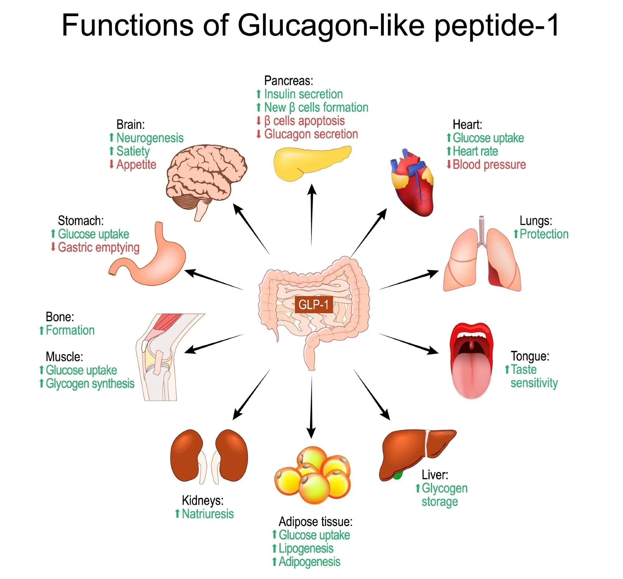 is glp-1 injection or pill better Should I Take GLP-1 in the Morning or at Night? is glp-1 injection or pill better Should I Take GLP-1 in the Morning or at Night?