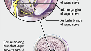 vagus nerve and vagal tone. how toning it helps with stress, recovery, sleep, weight loss and more
