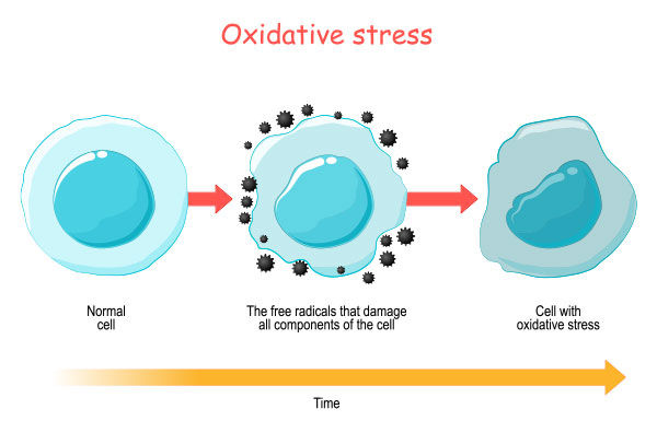 Diagram shows oxidative stress on cells over time. A normal cell is attacked by free radicals, leading to a damaged cell. Arrows and labels included.