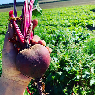 beetroots.jpg