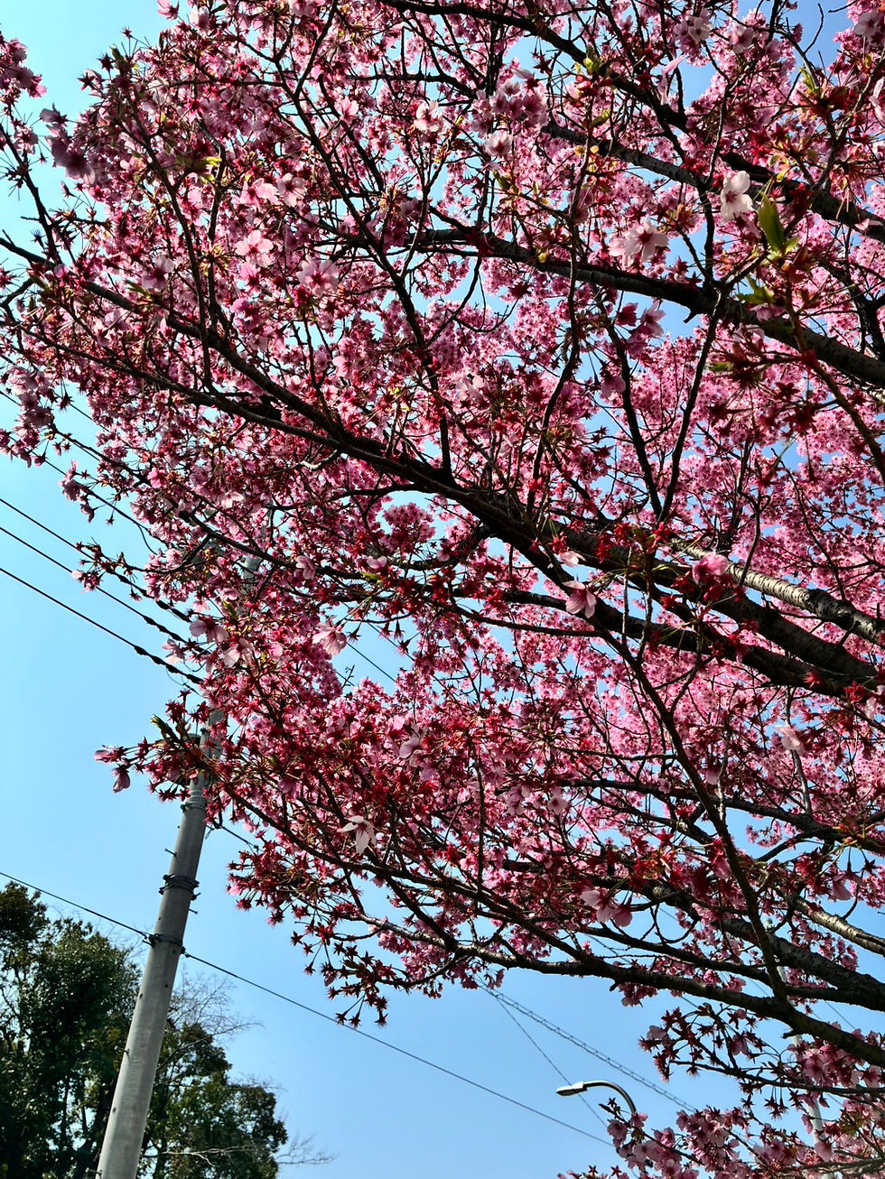 足立区花畑の桜観光