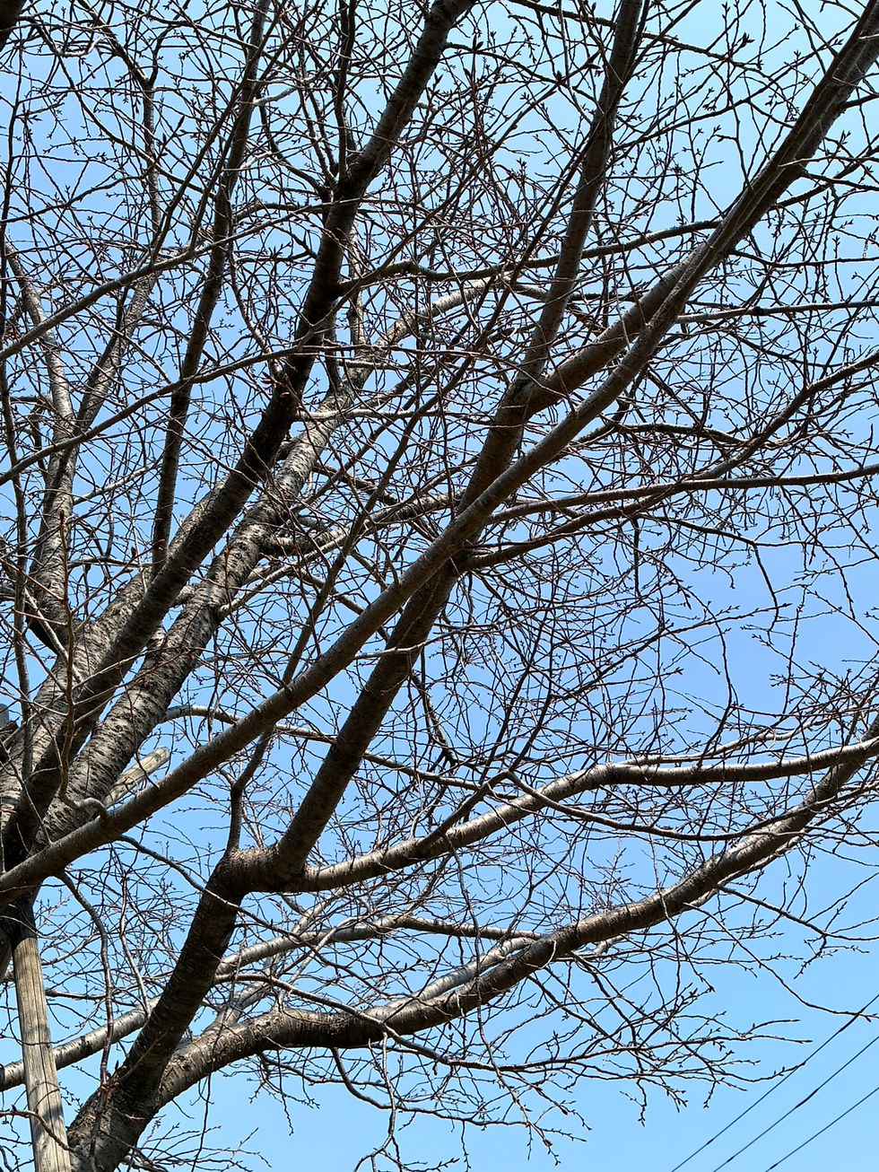 足立区花畑の桜観光