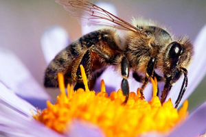 20 de mayo: Día Mundial de las Abejas,