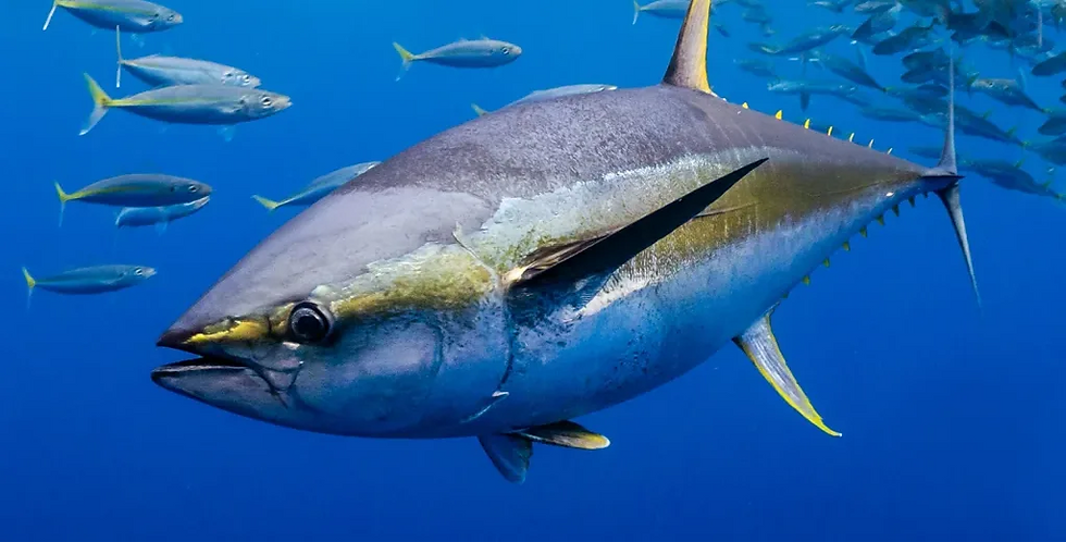 México consolida su liderazgo en producción de atún en Día Mundial del Atún