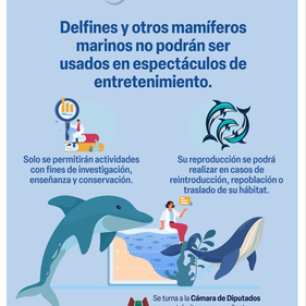 Senado aprueba la “Ley Mincho”: un paso clave contra la explotación de delfines en México