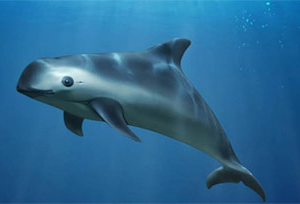 Día Internacional de la Vaquita Marina