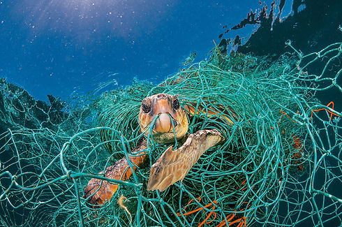 tortuga-atrapada-en-una-red_b00e1d7c.jpg