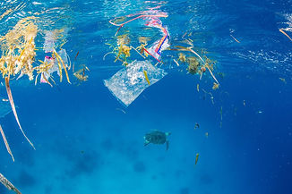 animals-plastic-nationalgeographic_26366