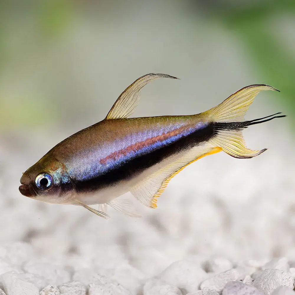 Emperor Tetra