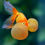 Thumbnail: Bubble Eye Gold Fish
