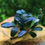 Thumbnail: Bucephalandra 'Blue Green'