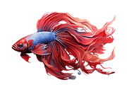 betta-fish-on-transparent-background-free-png.png