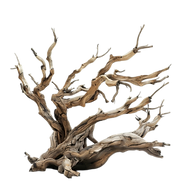 pngtree-decorative-driftwood-natural-texture-on-a-transparent-background-png-image_1312415
