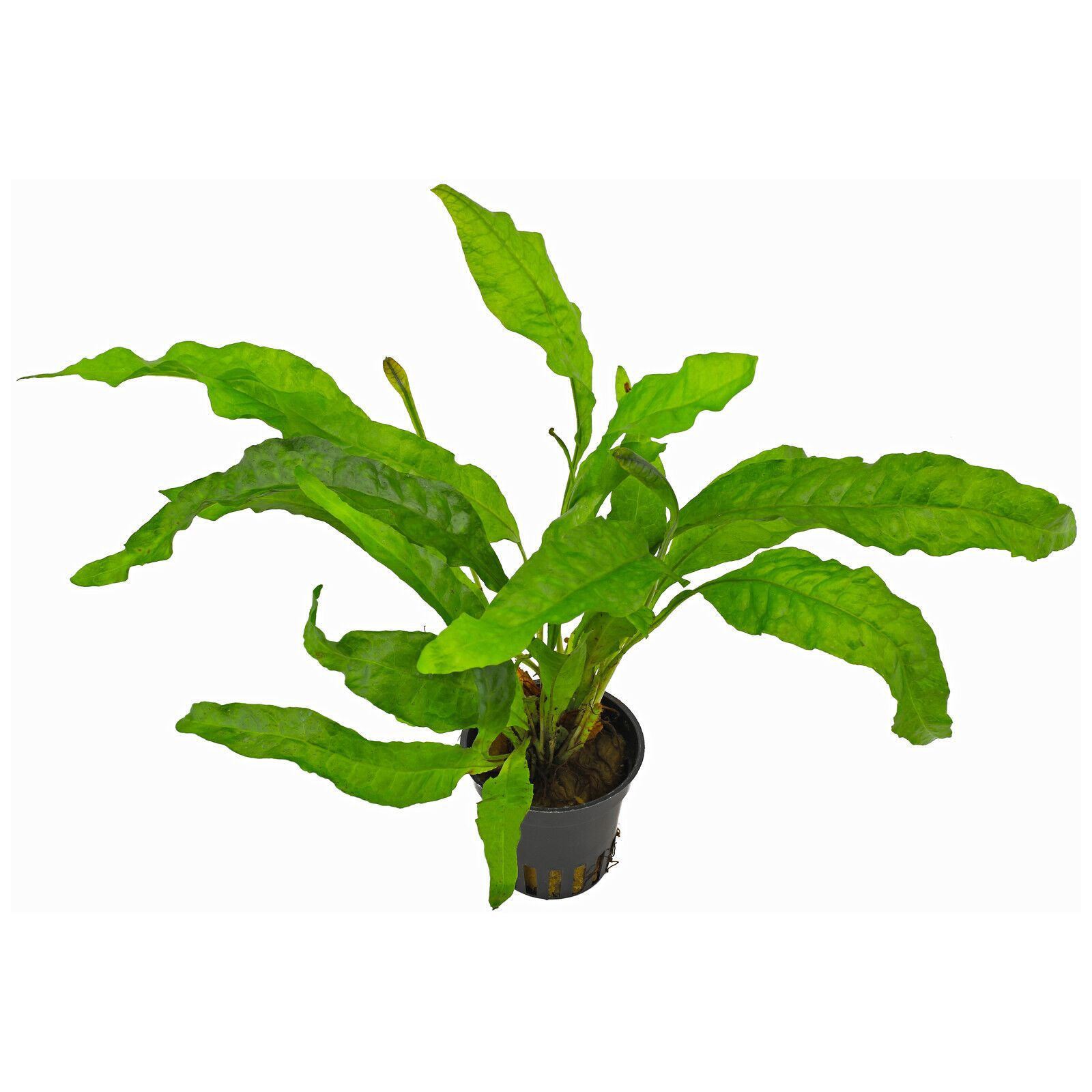 Microsorum pteropus 'Latifolia'