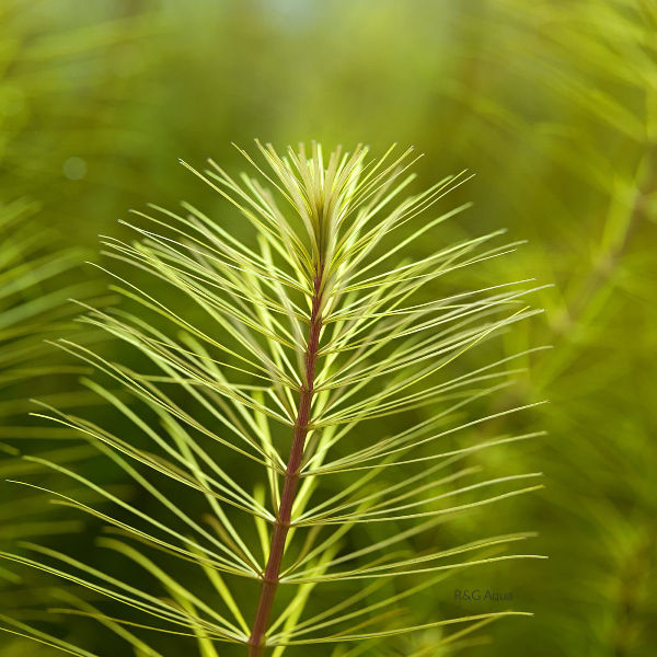 Thumbnail: Rotala sp. 'Vietnam'