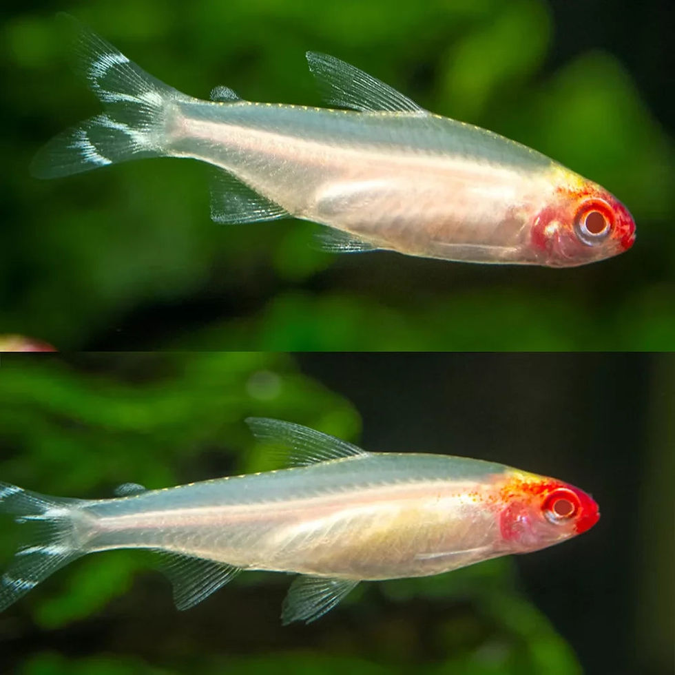 Albino Rummy Nose Tetra Dubai