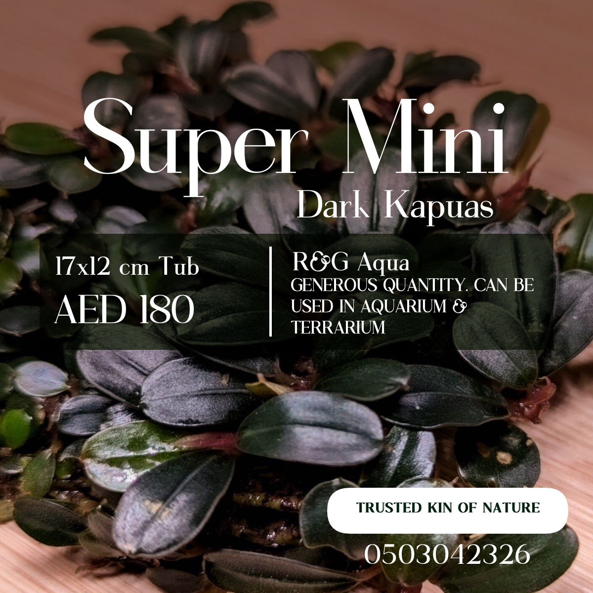 Bucephlandra Super Mini Dark Kapuas