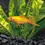 Thumbnail: Golden Swordtail