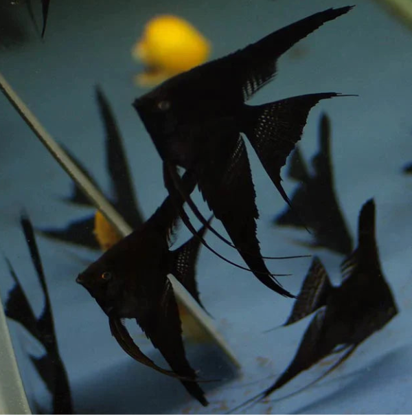 Jet Black Angelfish in dubai