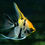 Thumbnail: Tri Color Angelfish