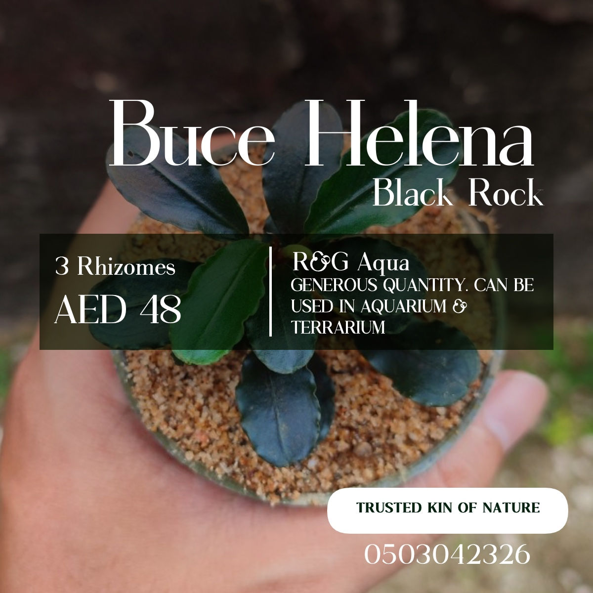 Bucephlandra Helena Black Rock